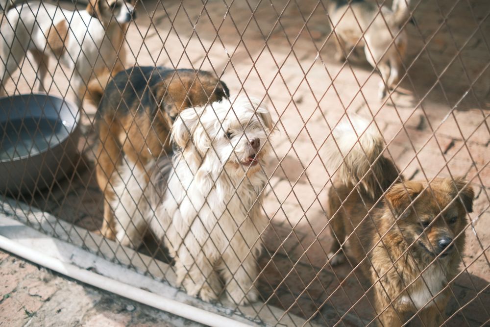 Dogs at an animal shelter